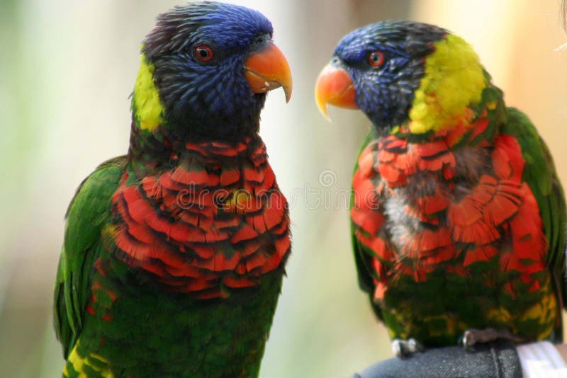 Exotic Birds