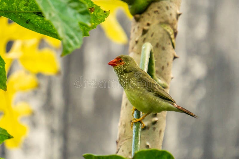 Exotic birds and animals in wildlife in natural setting.