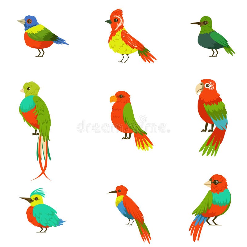 Exotic Birds from Jungle Rain Forest Set of Colorful Animals Including  Species of Paradise Birds and Parrots Stock Vector - Illustration of bird,  tropical: 90481624