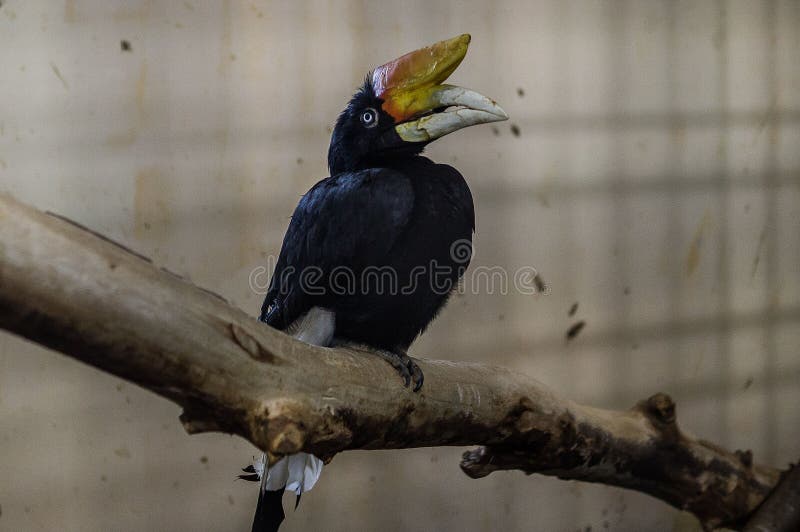 Best Exotic Bird Feathers Royalty-Free Images, Stock Photos & Pictures