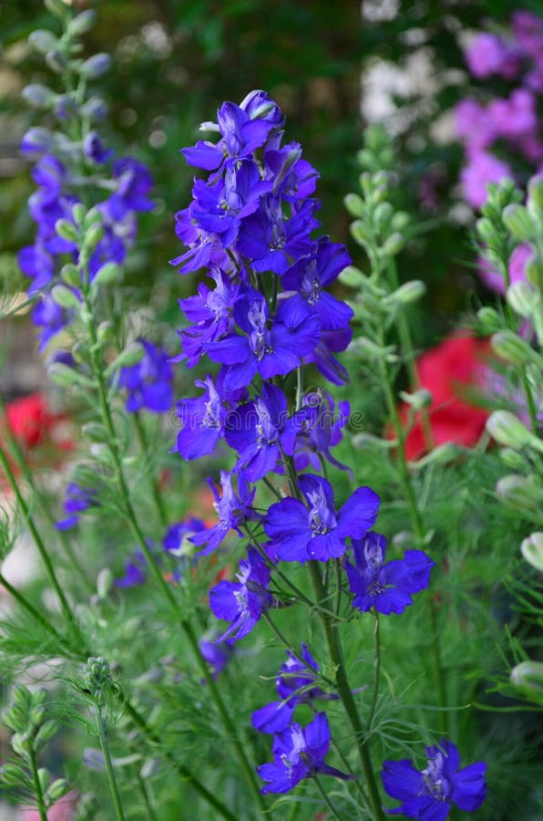 An Exotic Blue Flower stock photo. Image of flower, leaf 30769694