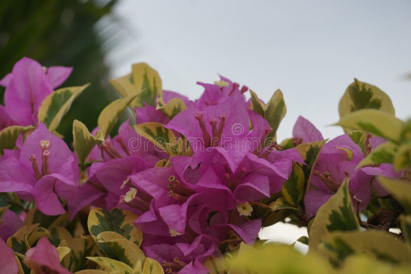 332 Kertas Flower Photos Free Royalty Free Stock Photos From Dreamstime