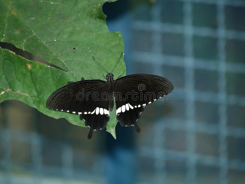 Exotic Butterflies of Thailand, Island Phuket 5 Stock Image Image of