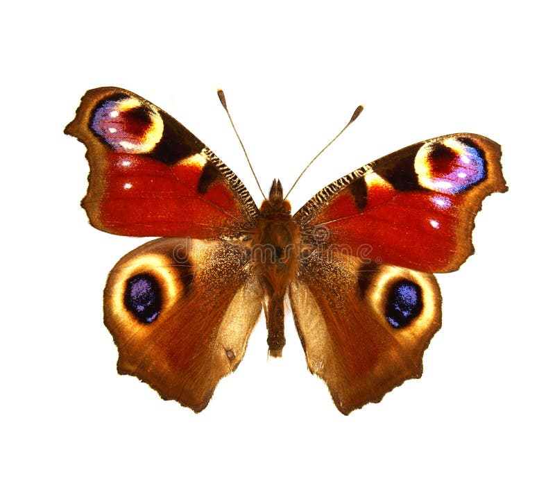 24,263 Exotic Butterfly Stock Photos - Free & Royalty-Free Stock Photos ...
