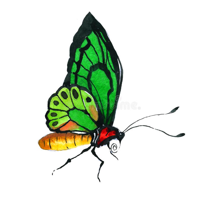 Exotic butterfly wild insect in a watercolor style isolated.