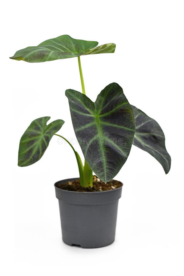 Exotic `Colocasia Esculenta Aloha` garden- or houseplant with dark green and almost black leaves in flower pot isolated on white b