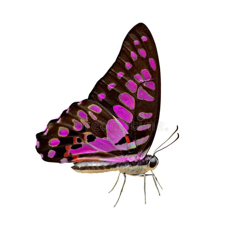 Exotic color butterfly on white background