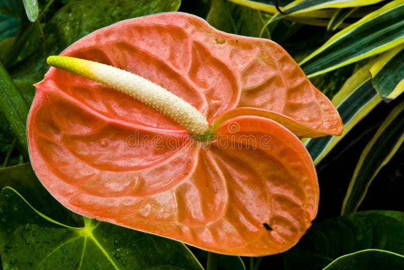 Exotic colorful floral bloom royalty free stock photo