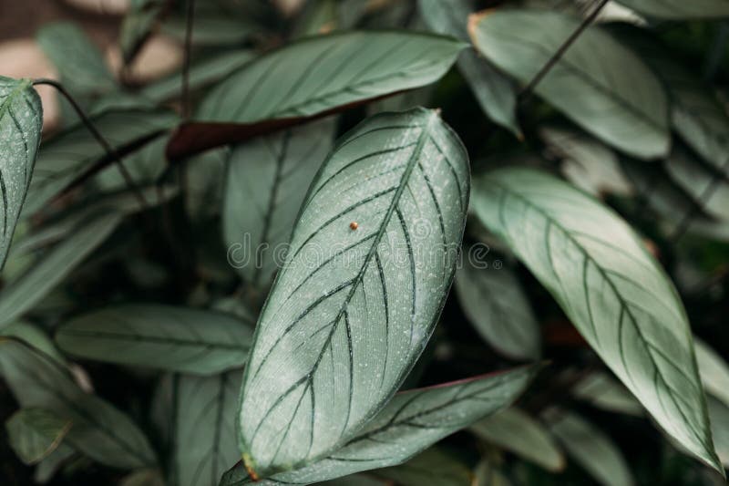 Exotic Ctenanthe Setosa Grey Star plant leaves with silver hue and dark leaf veins. Beauty in tropical nature, banner