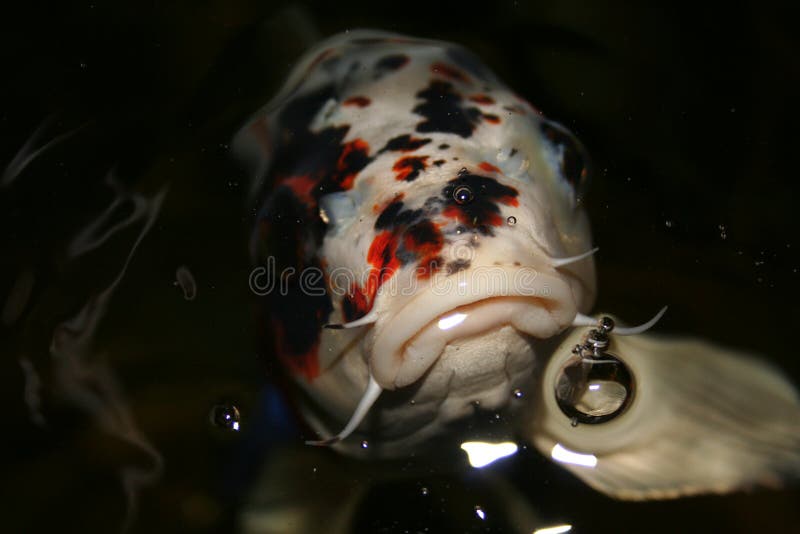 Exotic fish, Japan Koi stock image. Image of hobby, mask 1405369