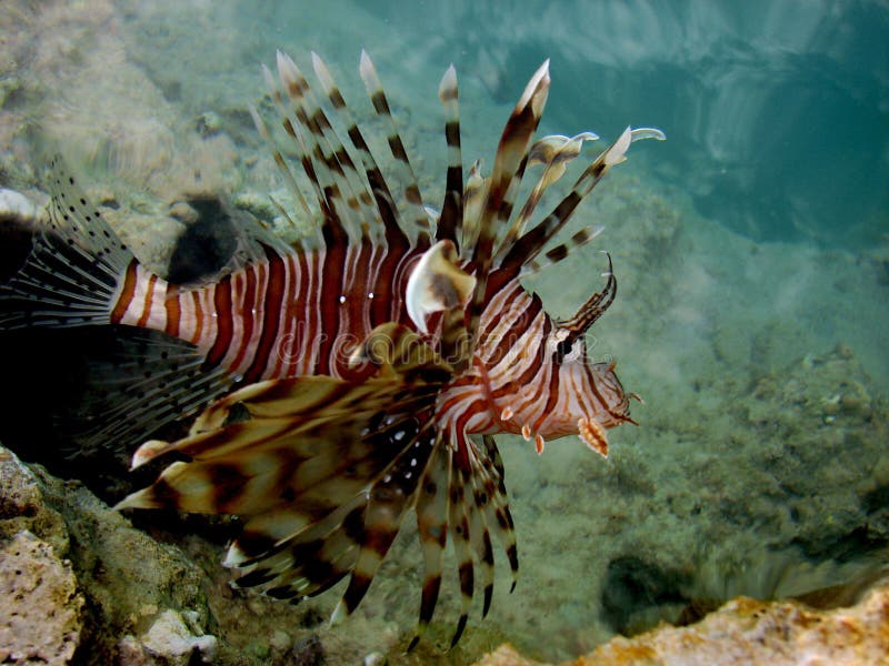 Exotic fish on Red sea