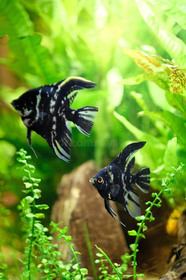 Exotic Flat Black Fish with White Strips Stock Image Image of hobby