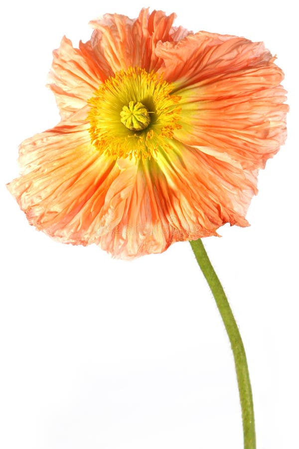 Poppy flower stock image. Image of green, summer, blue - 33721265