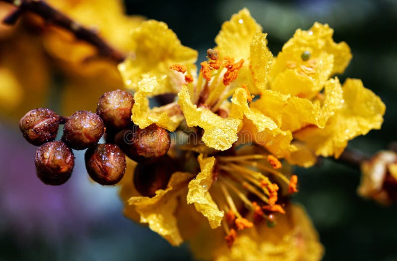 Peltophorum pterocarpum, known as copperpod, yellow-flamboyant, flametree, yellow poinciana flower blossoms close-up.