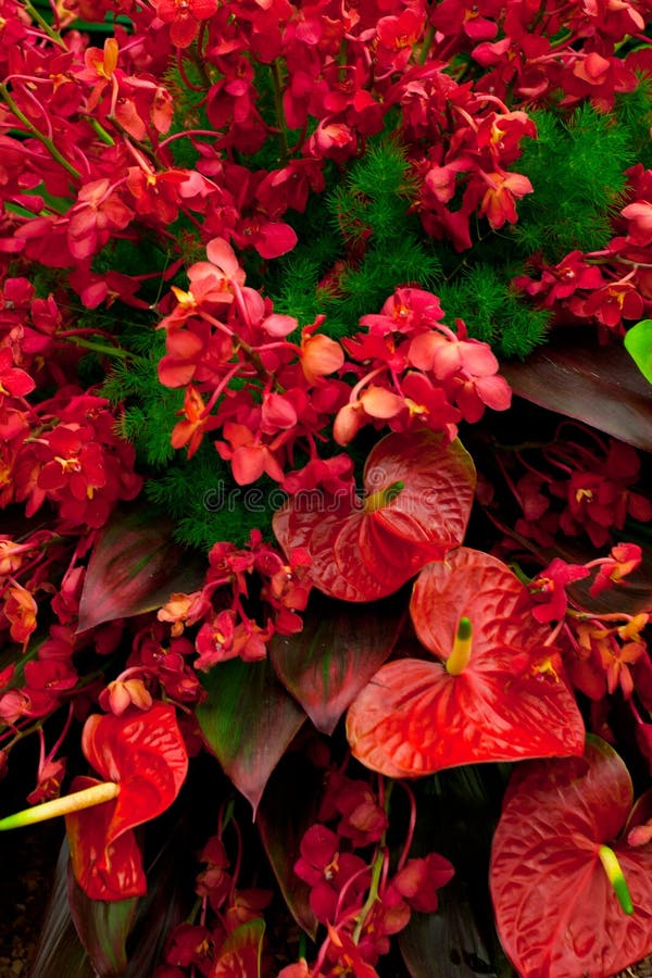 Exotic flowers stock photo. Image of outdoors, color 25328806