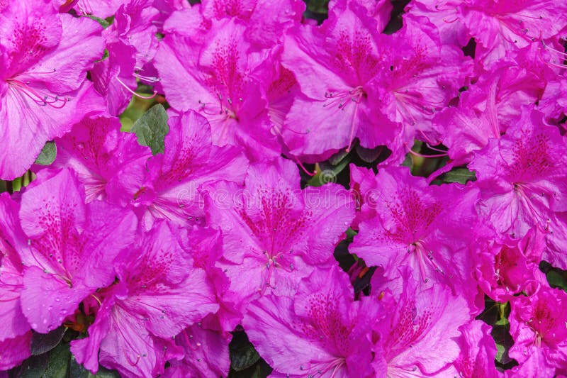 Exotic flowers background stock image. Image of design 271770469