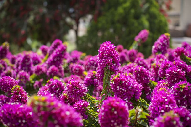 Exotic flowers stock photo. Image of natural, america 45359674