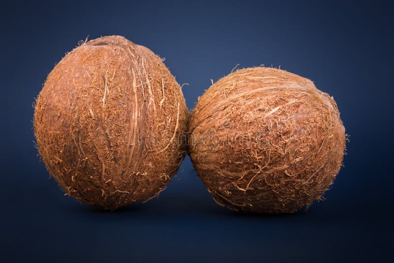 exotic-fruit-coconut-full-organic-nutrients-whole-fresh-brown-coconuts-dark-blue-background-tropical-nuts-close-up-two-96874219.jpg