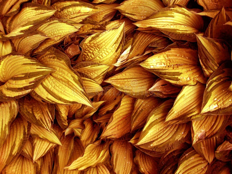 Exotic Gold Leaves