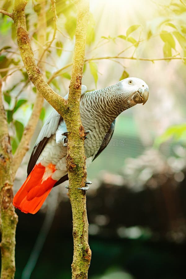 Exotic Grey Parrot Sitting On A Tree Branch With Sunshine Pouring Overhead. Close Up Of A Tropical Bird In Natural