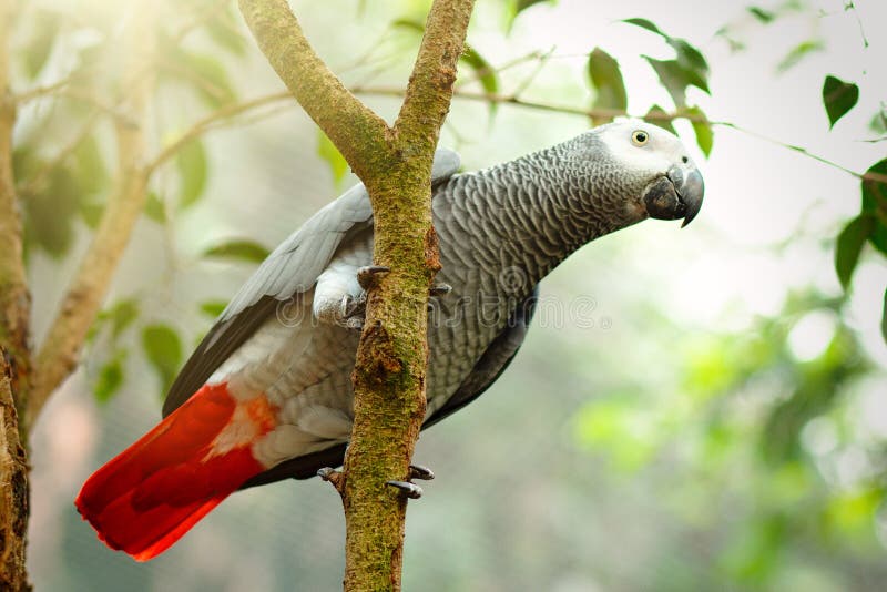 Exotic grey parrot sitting on a tree branch with sunshine pouring overhead. Close up of a tropical bird in natural.