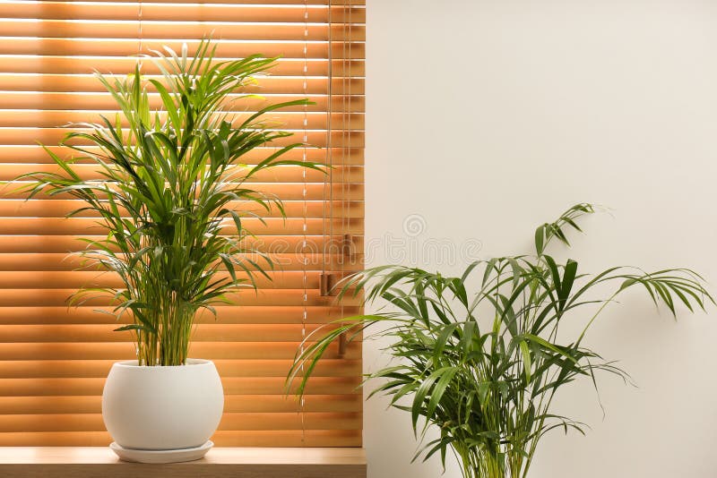 Exotic House Plants Near Window in Room Stock Image Image of interior