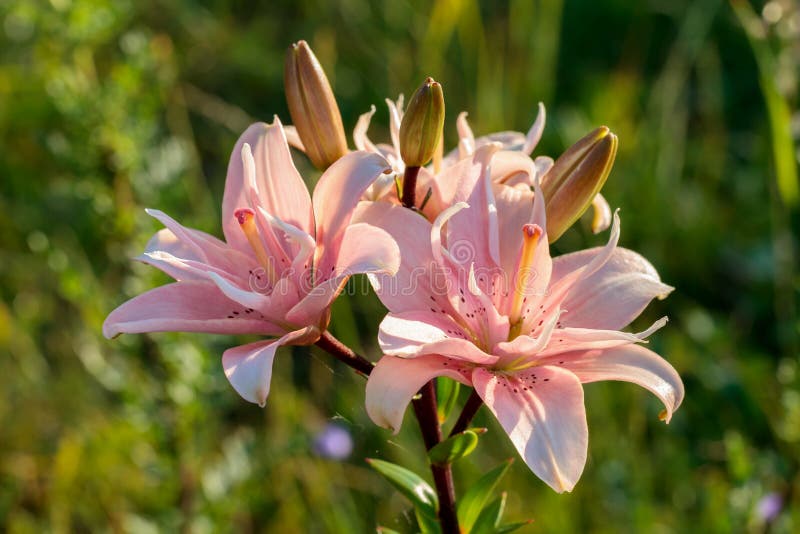 Exotic flowers tropical stock photo. Image of pink, recreation - 13432672