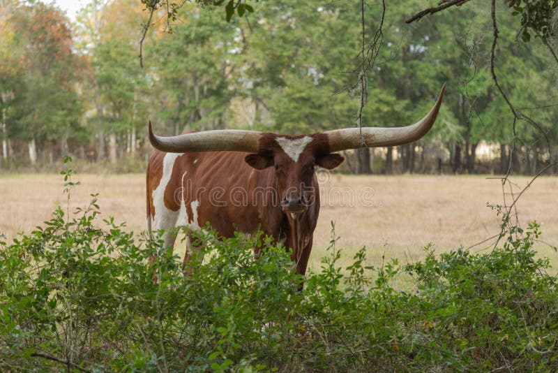 Exotic Long Horned Cow