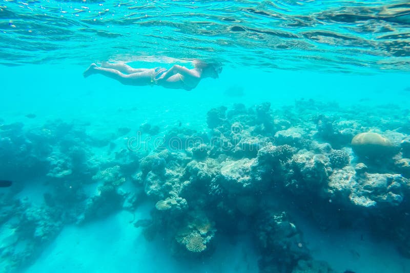 Exotic marine life near Maldives island royalty free stock photos Exotic marine life near Maldives island royalty free stock photos