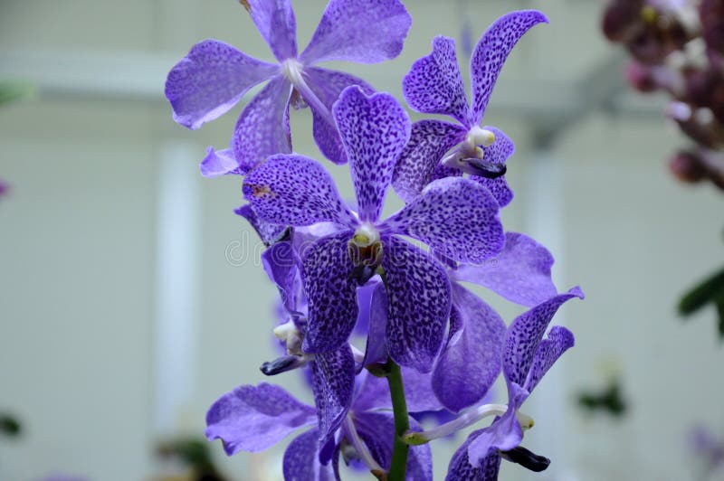 Exotic orchids flower inside the indoor nursery. royalty free stock photo Exotic orchids flower inside the indoor nursery. royalty free stock photo