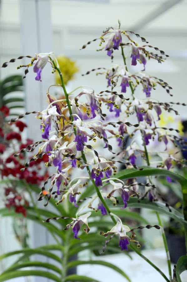 Exotic orchids flower inside the indoor nursery. royalty free stock photo Exotic orchids flower inside the indoor nursery. royalty free stock photo