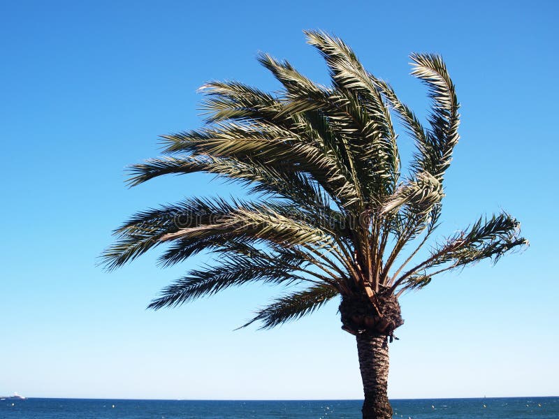 Exotic palm tree on a windy day