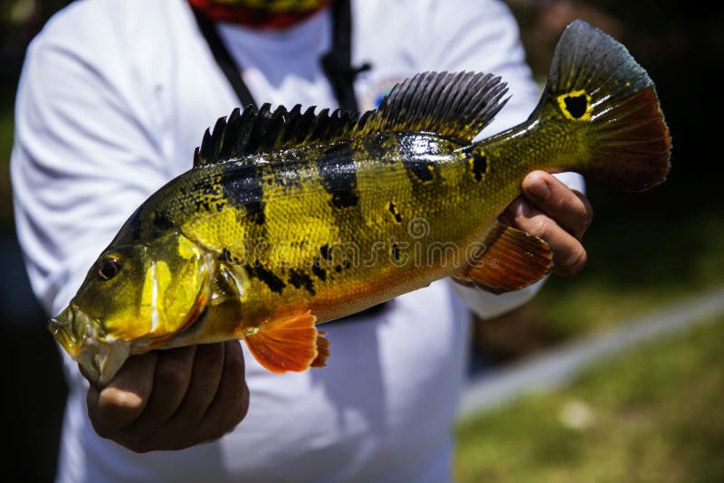 285 Peacock Bass Stock Photos Free & RoyaltyFree Stock Photos from