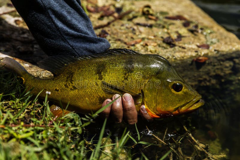 Exotic Peacock Bass stock image. Image of bass, peacock 122951823