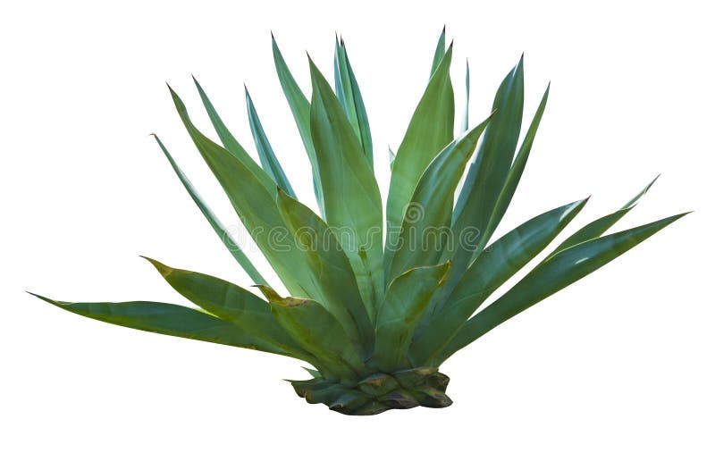 Exotic plant agave isolated on white background