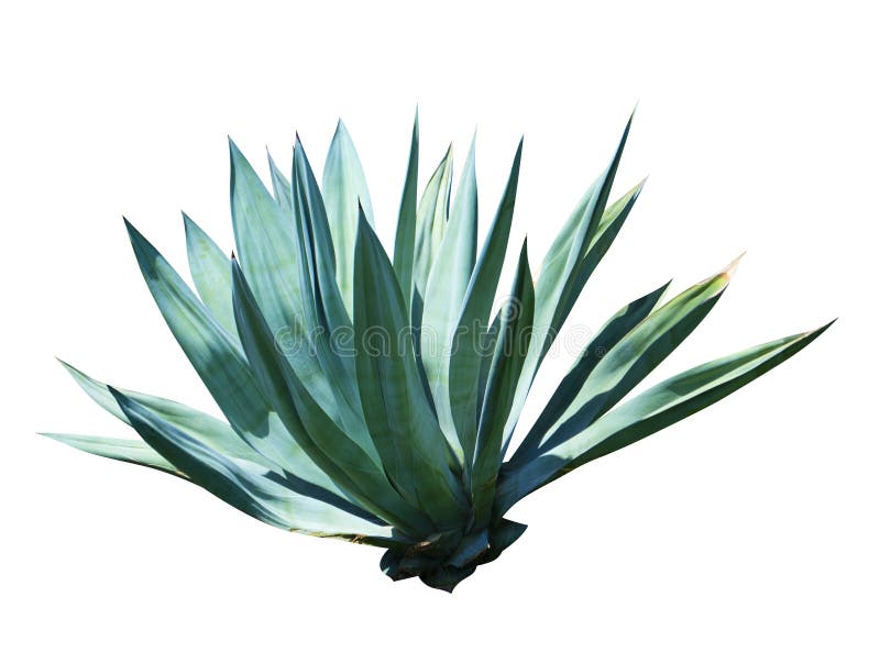 Exotic plant agave isolated on white background