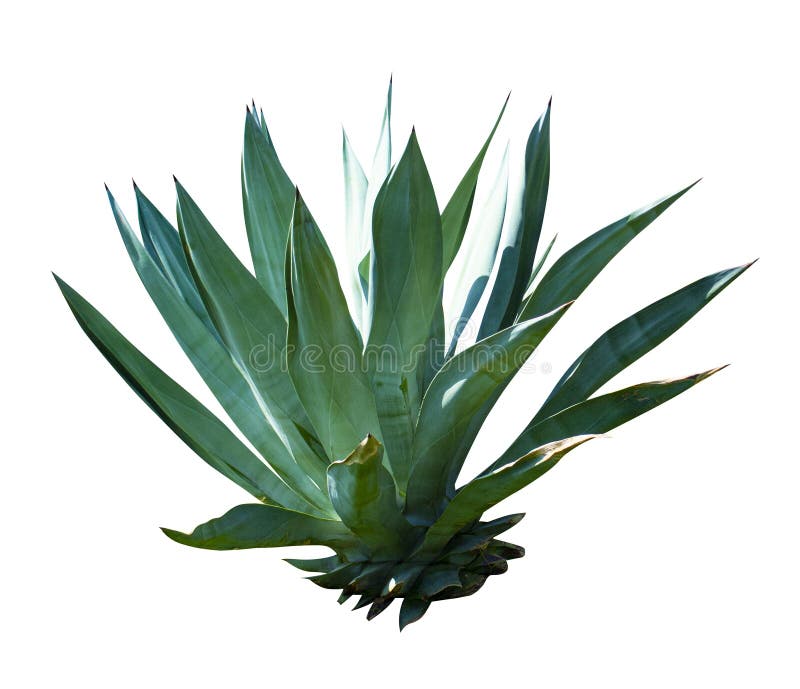 Exotic plant agave isolated on white background. Blue Agave