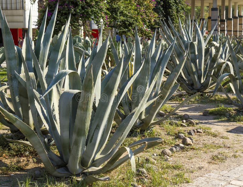 Agave Tequilana Plant for Mexican Tequila Liquor Stock Photo Image of