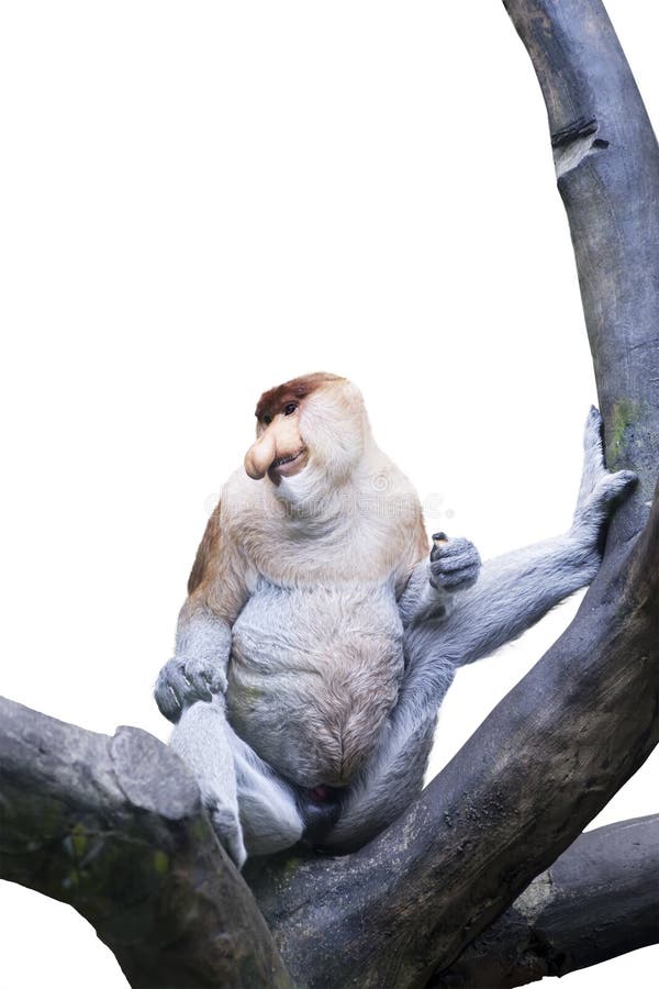 Proboscis Monkey White Background Stock Photos - Free & Royalty-Free Stock  Photos from Dreamstime