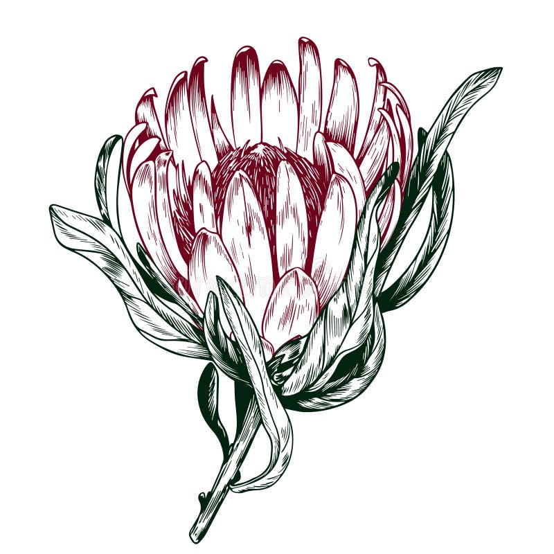 Protea Sketch Stock Illustrations – 475 Protea Sketch Stock