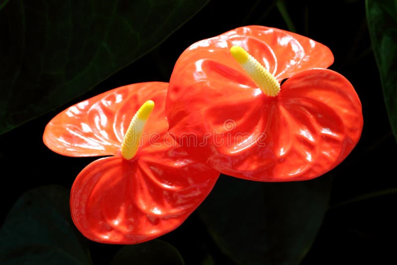 Exotic red flowers stock image. Image of nature, foliage 12557465