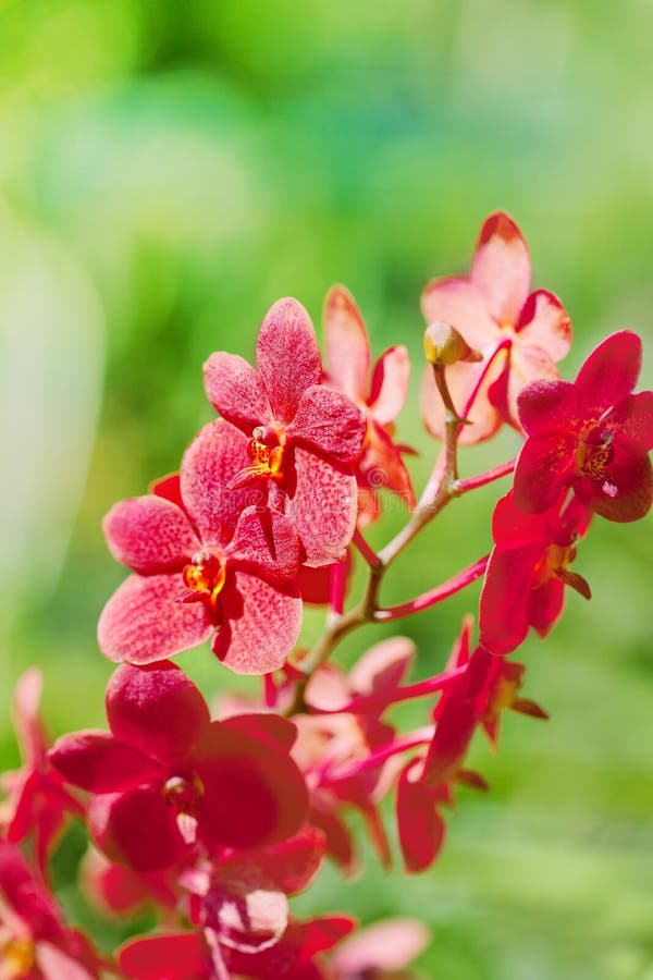 Exotic orchids stock image. Image of exotic, botany, nature 24521007