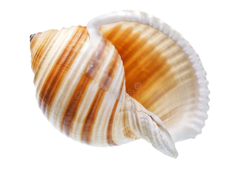 Download Seashell Isolated On White Background Stock Image - Image ...