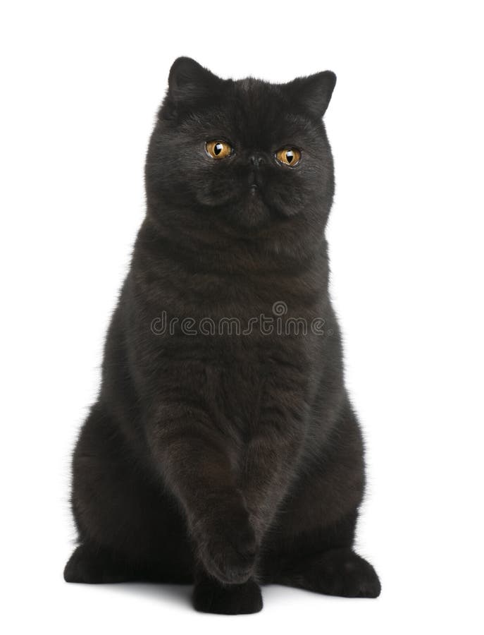 Exotic Shorthair Kitten 3 Months Old Sitting Stock Image Image Of Hair Front 17598213