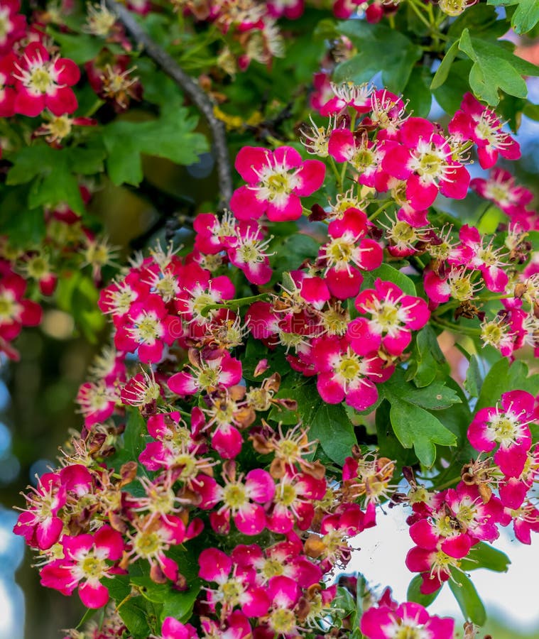 Exotic Shrubs with Red Flowers and a White Core in the City Park Stock