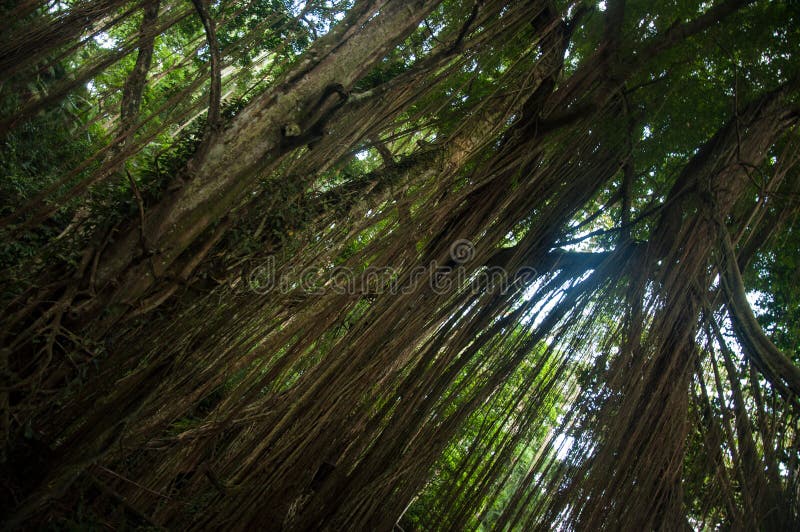 Exotic Tree With Lianas Stock Photo  Image: 48227207