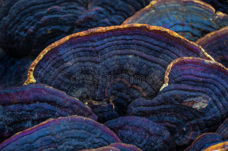 Exotic tree mashrooms for traditional oriental medicine and remedy. Phellinus linteus. Abstract background