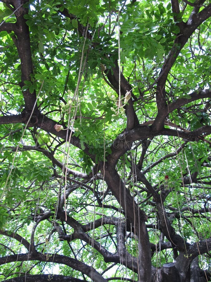 Exotic Tree in Miami, Florida Stock Photo Image of scenic, tropical