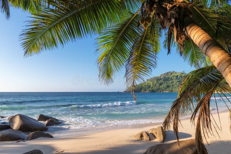 Exotic tropical beach with palms and blue sea at sunset royalty free stock photo Exotic tropical beach with palms and blue sea at sunset royalty free stock photo