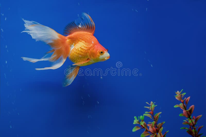 Exotic Tropical coral fish environment of the aquarium royalty free stock image Exotic Tropical coral fish environment of the aquarium royalty free stock image